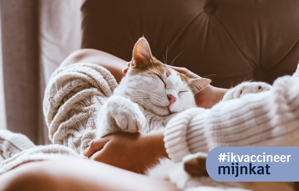 Suikerziekte bij de kat | Magazine